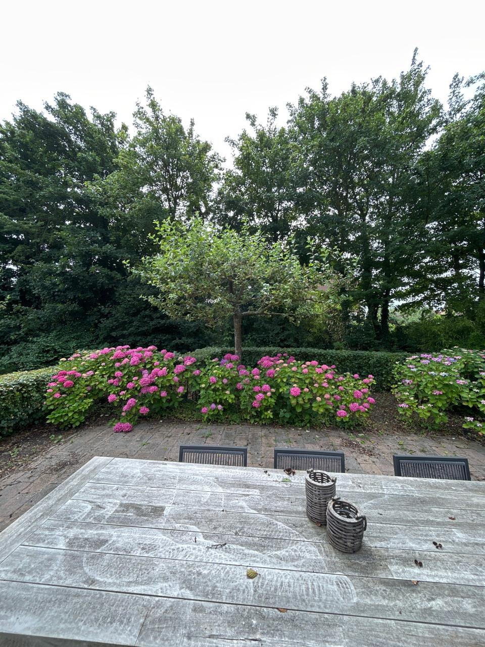Appelboom te koop