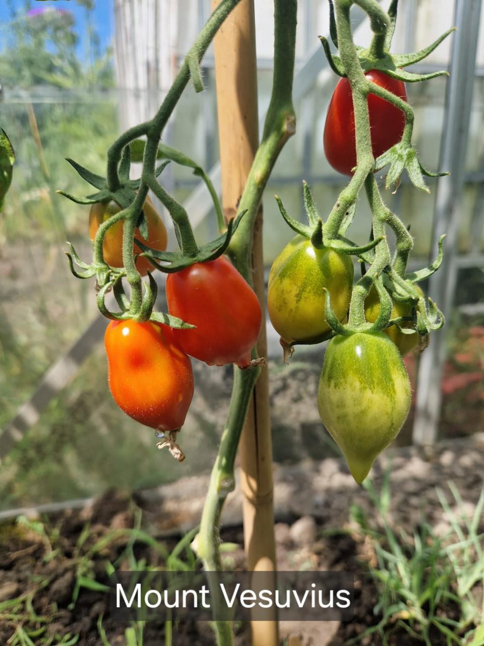 Onbespoten tomatenzaden uit eigen tuin - diverse rassen