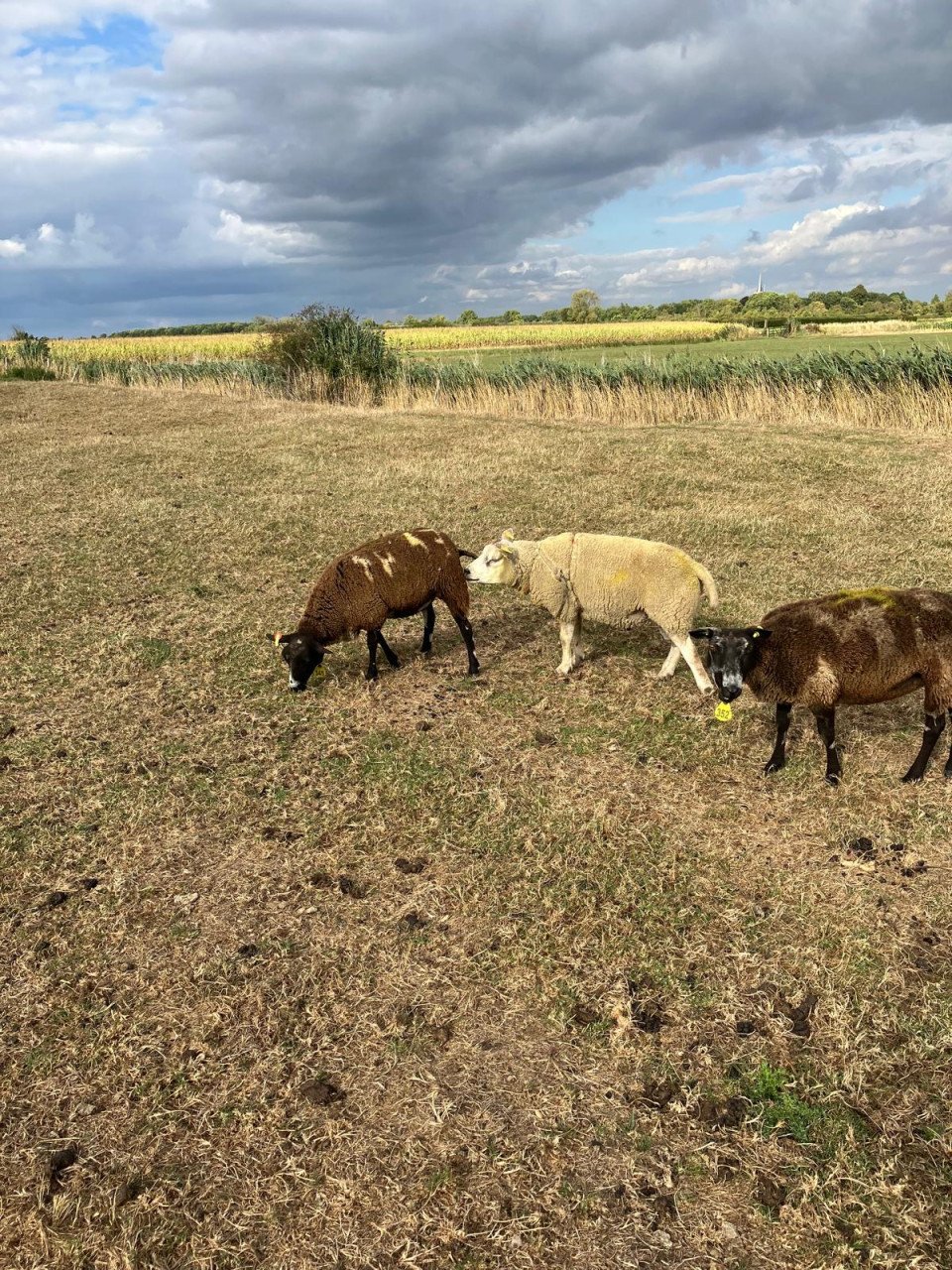 2 texelaar dekrammen te koop