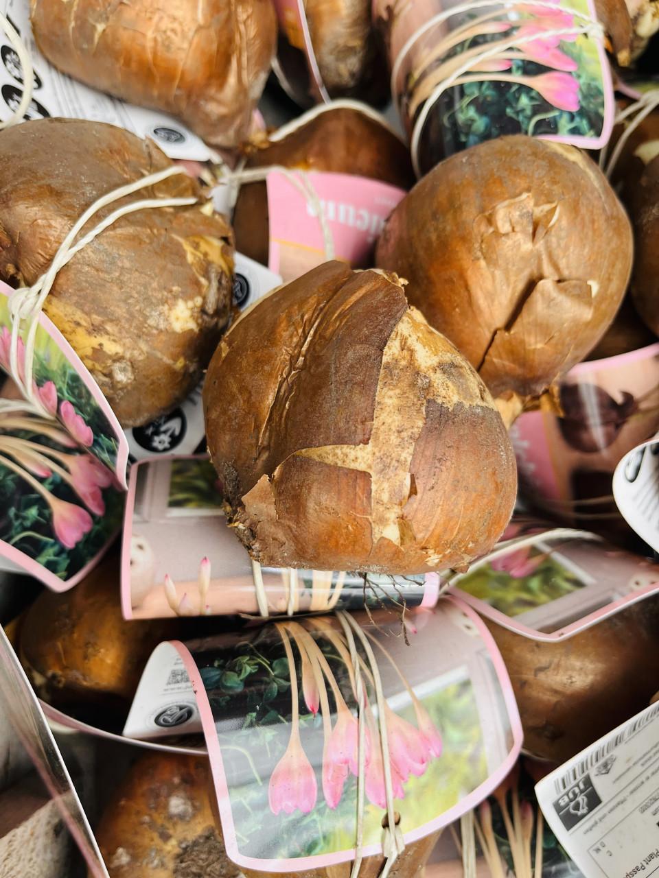 Bloembollen 50%korting