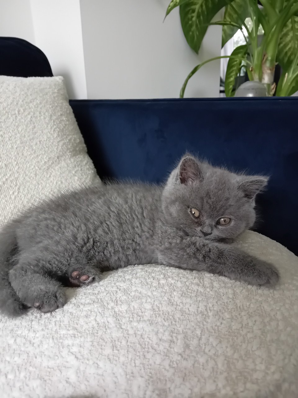Super lieve Britse korthaar kittens