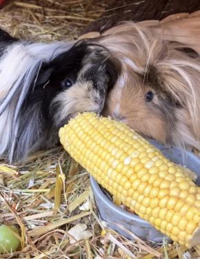 Liefdevol kleinschalig cavia pension