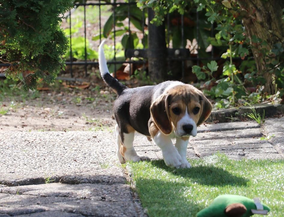 Beagle pups