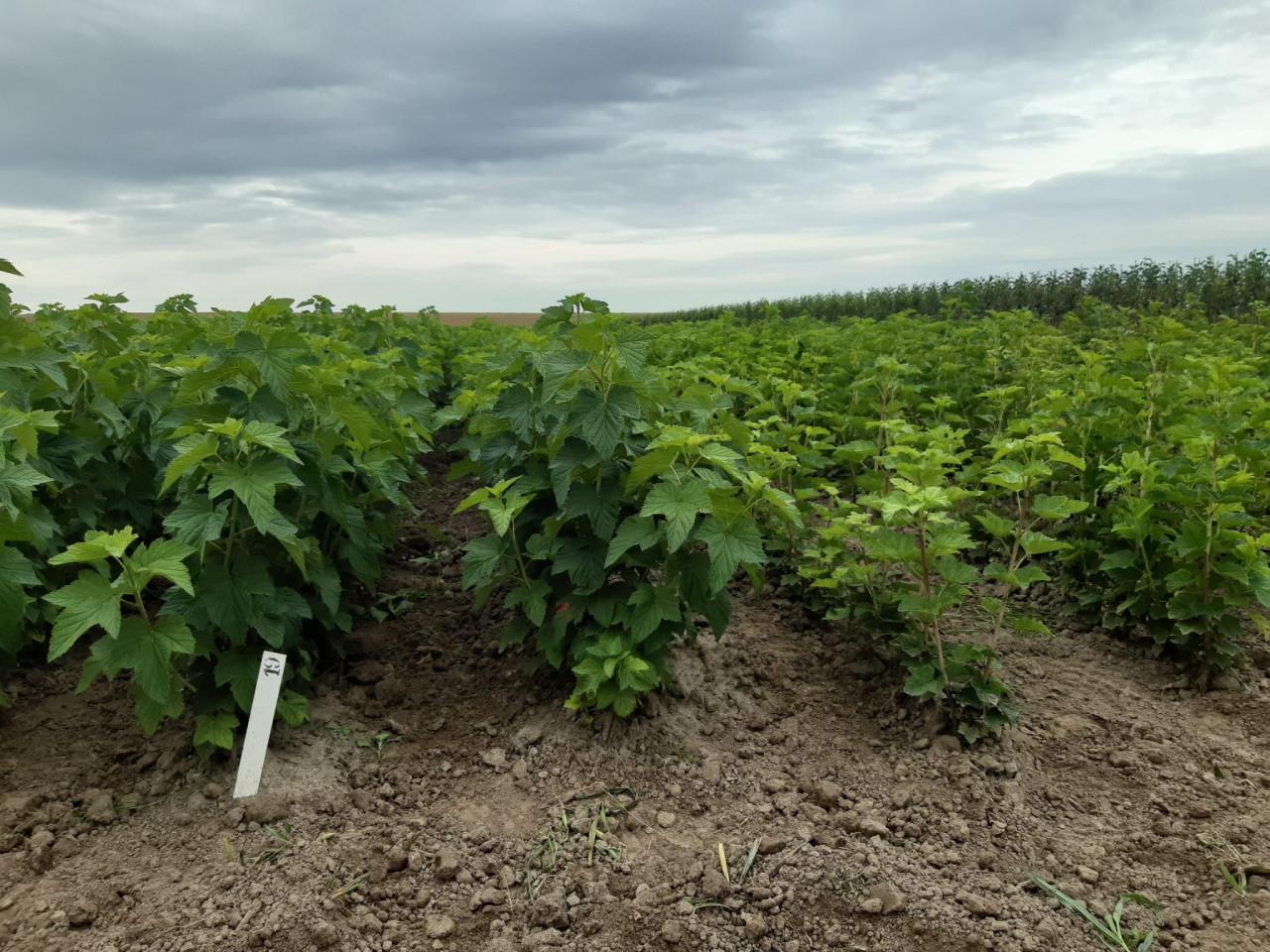 Fruitbomen en kleinfruitstruiken te koop