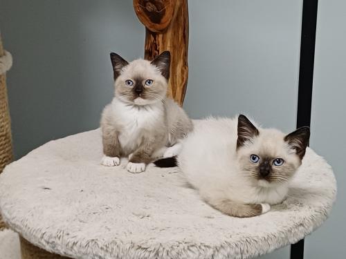 Prachtige Britse Korthaar x Ragdoll kittens beschikbaar.