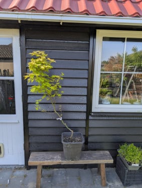 Acer palmatum ‘Gekkoh Nishiki’ – Zeldzame Japanse esdoorn