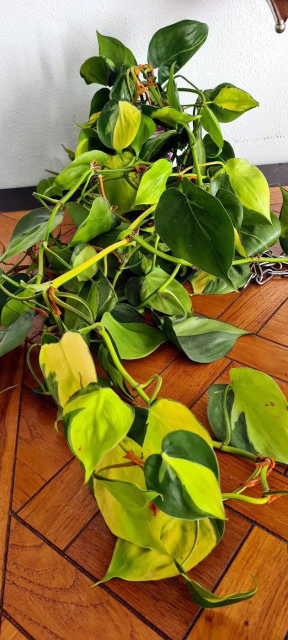 Philondendron scandens Brasil stekken