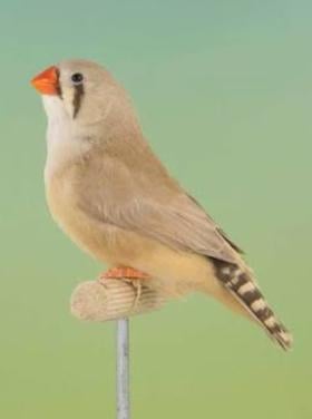 Gezoch zebravinkje popje