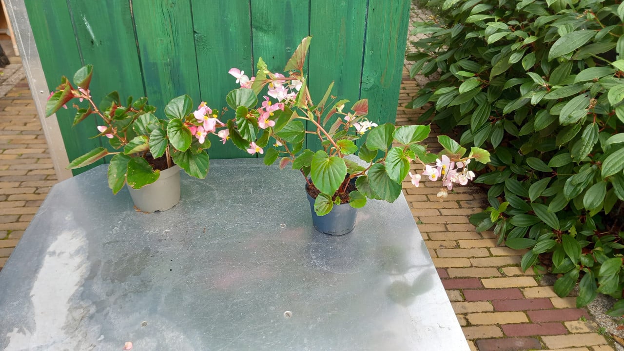 Kamerplanten