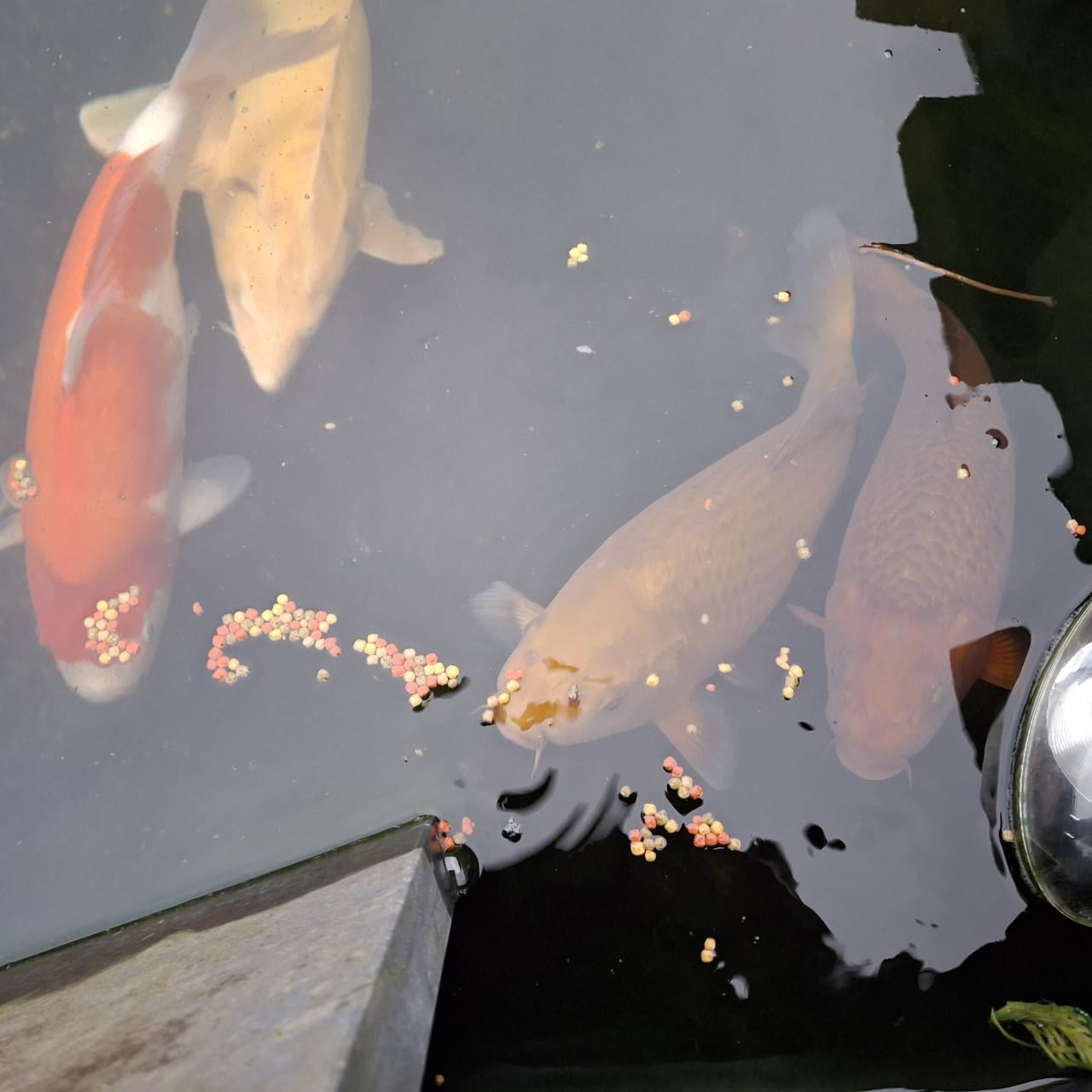 Prachtige Chagoi en Ochiba