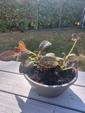 Plant in pot