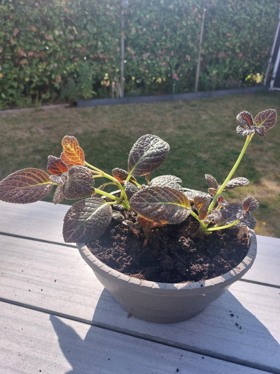 Plant in pot