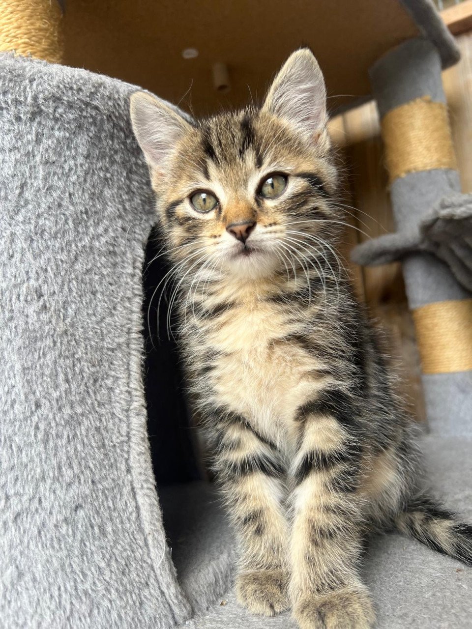 Siberische bos kat kittens