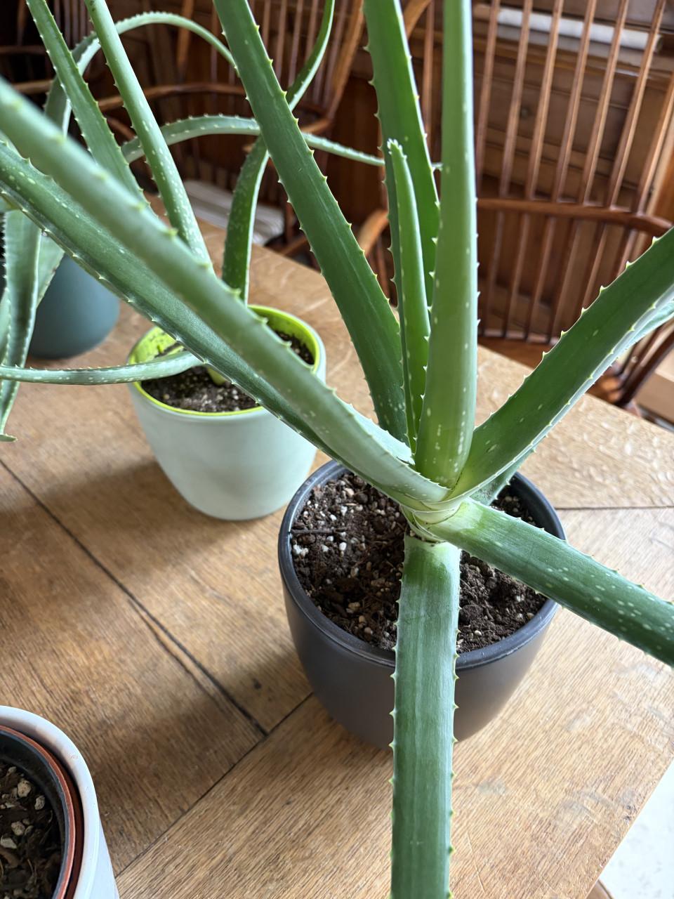 Aloe vera planten