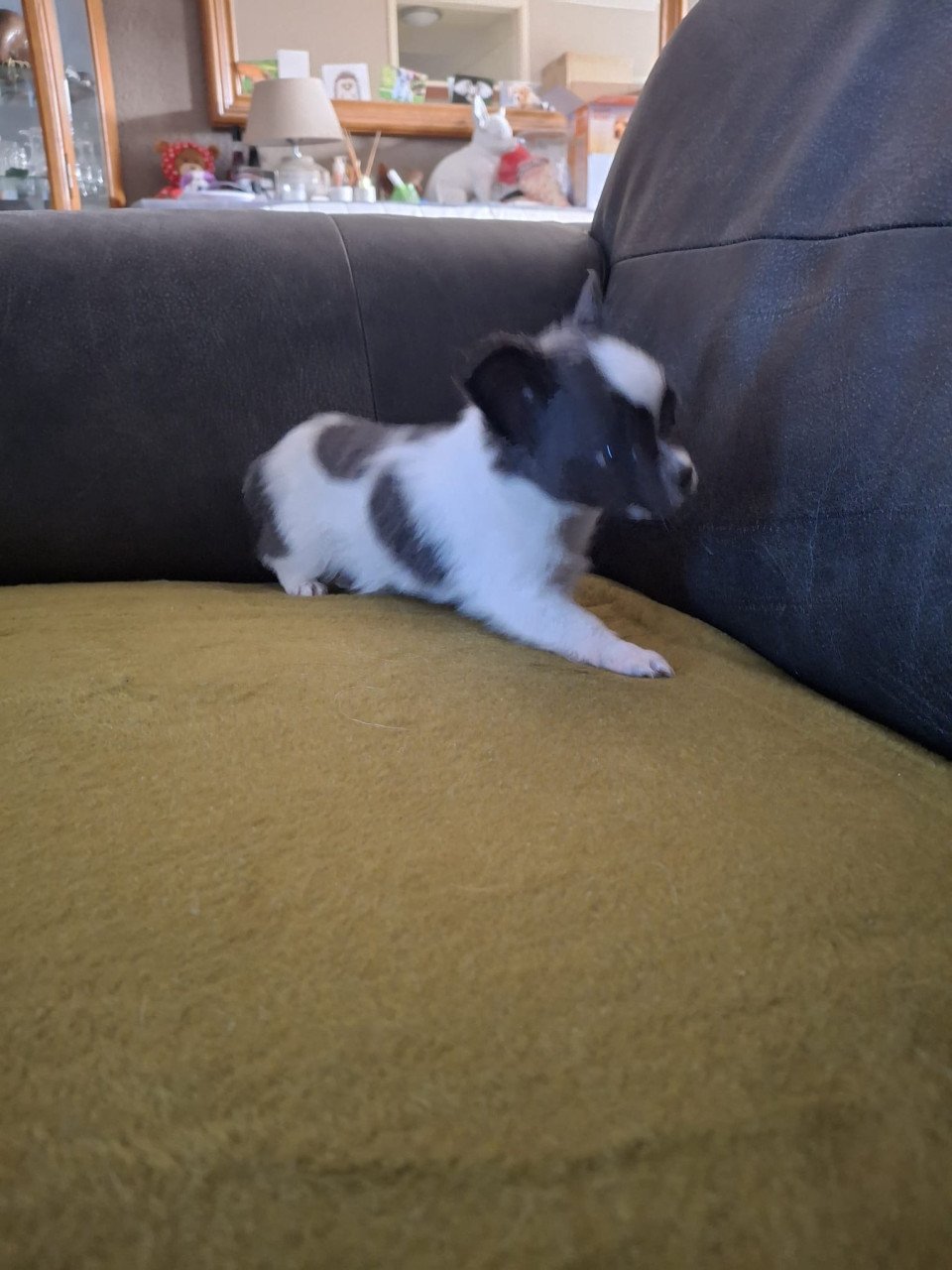 Chihuahua pups te koop