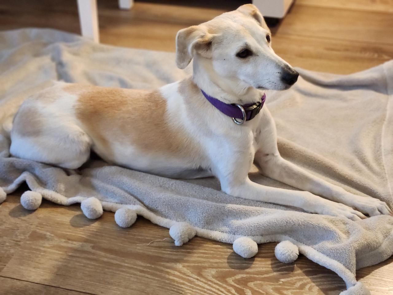 Gezocht honden oppas