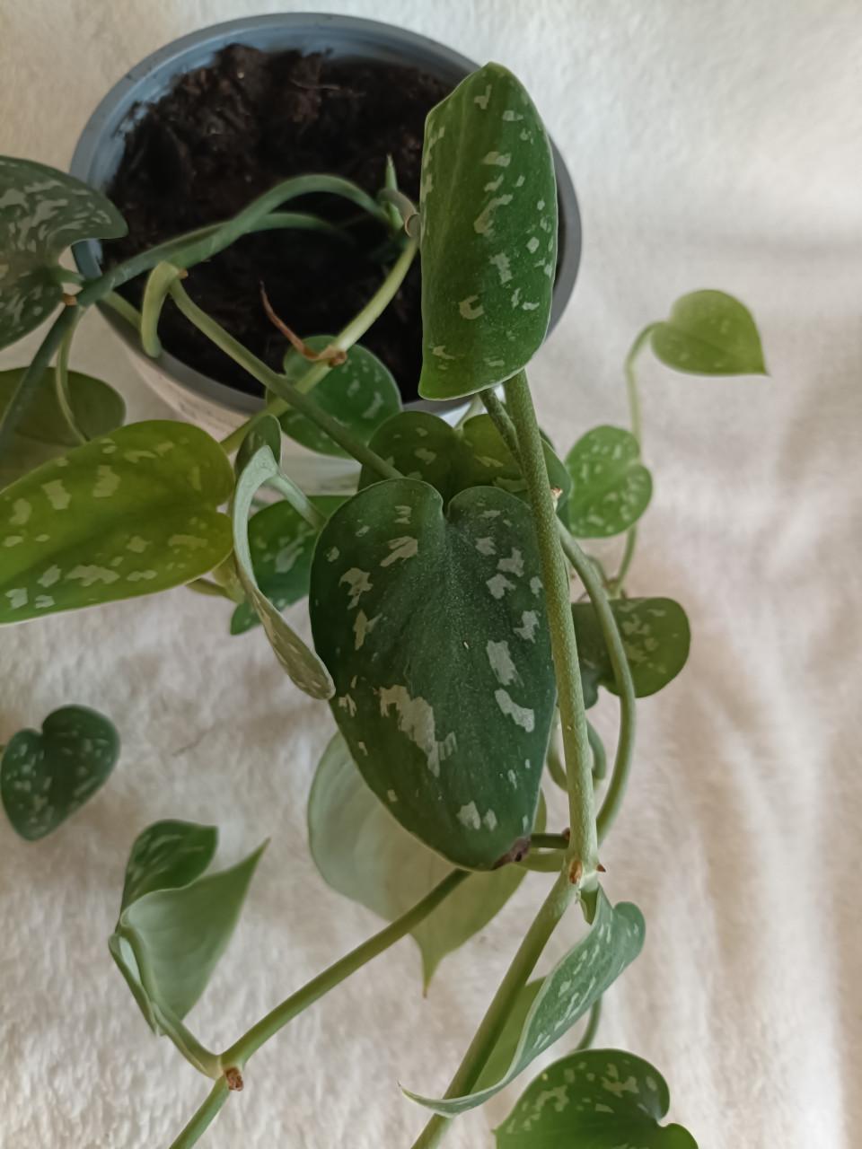 Jinge hangplant