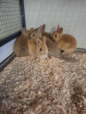 Jonge kleurdwergkonijntjes