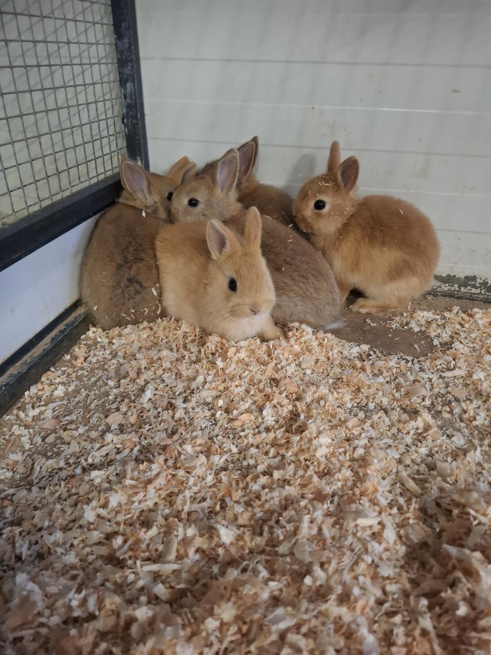 Jonge kleurdwergkonijntjes