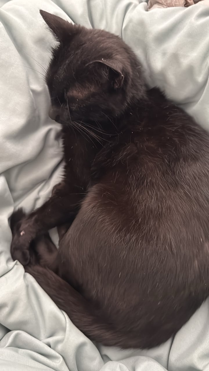 Lieve poes, sammie