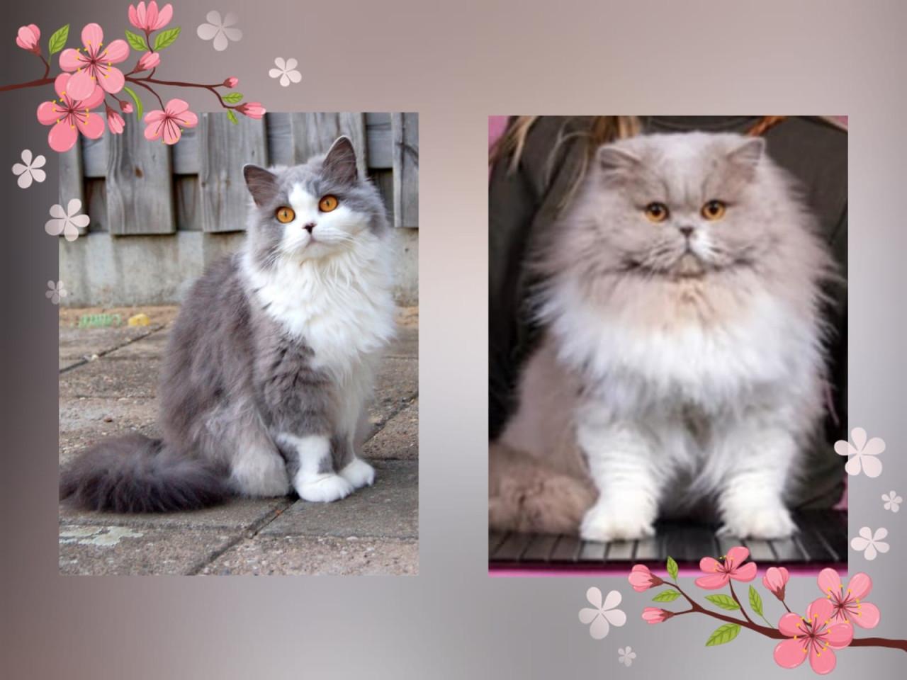 Lief & Ondeugend Brits Langhaartje Chance zoekt personeel!