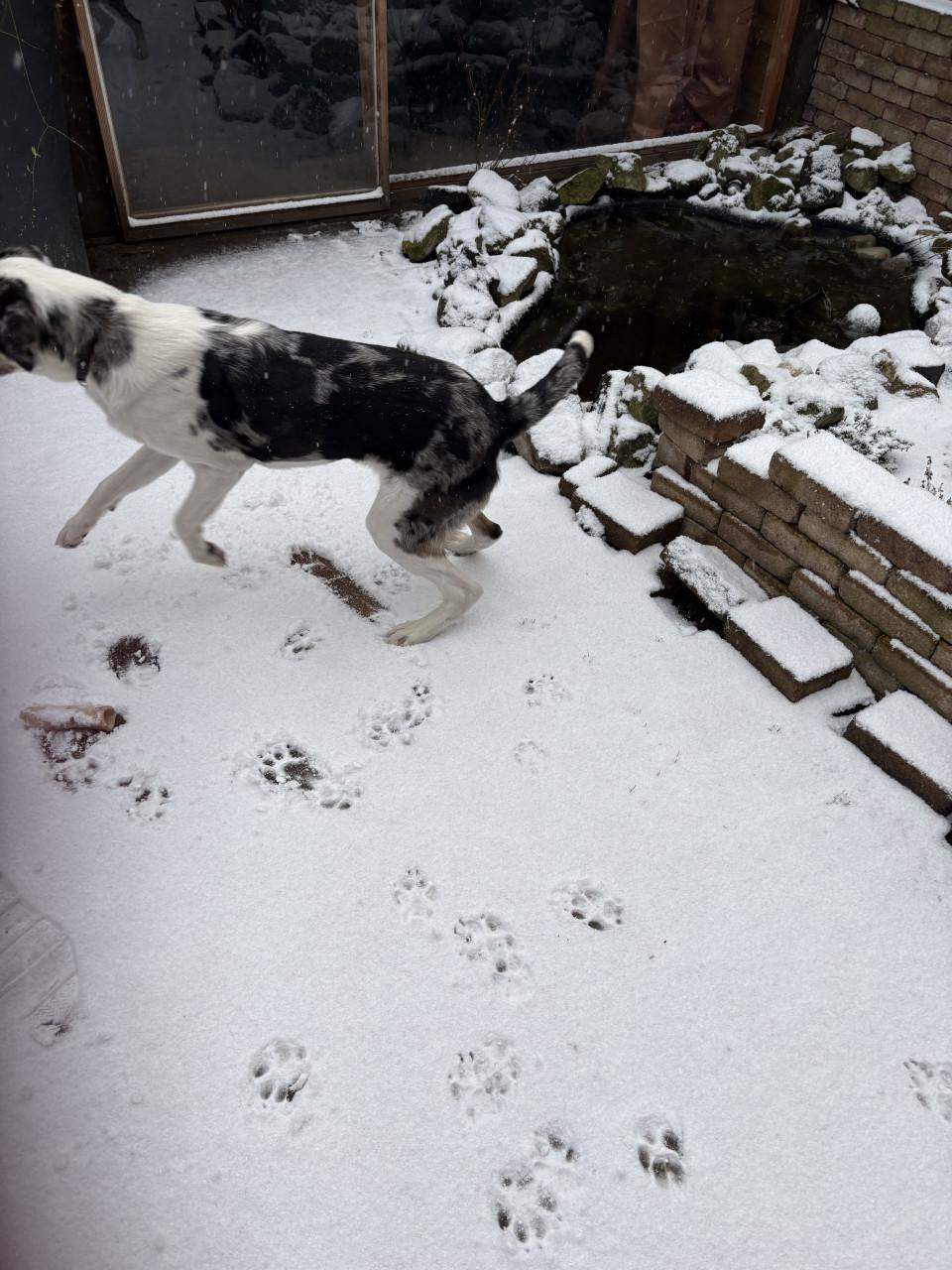 Baasje gezocht voor onze lieverd