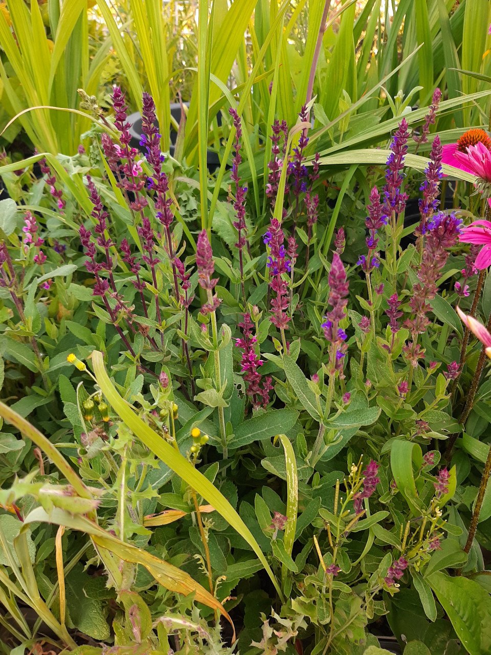 Bloeiende vaste planten