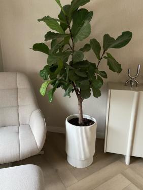 Ficus lyrata op stam