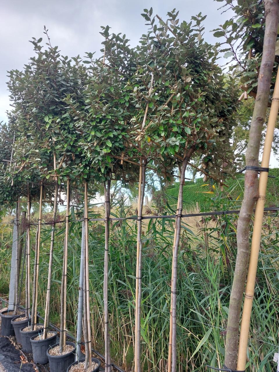 Leibomen