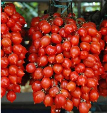 De laatste Italiaanse tomatenplantjes