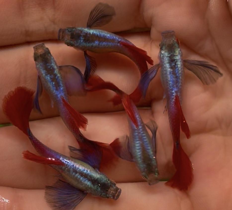 Platinum dumbo ear red tail guppy’s.