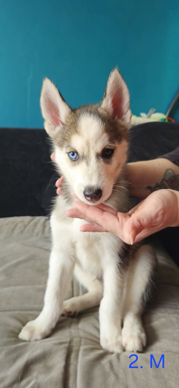 Prachtige husky-puppy's op zoek naar een permanent thuis