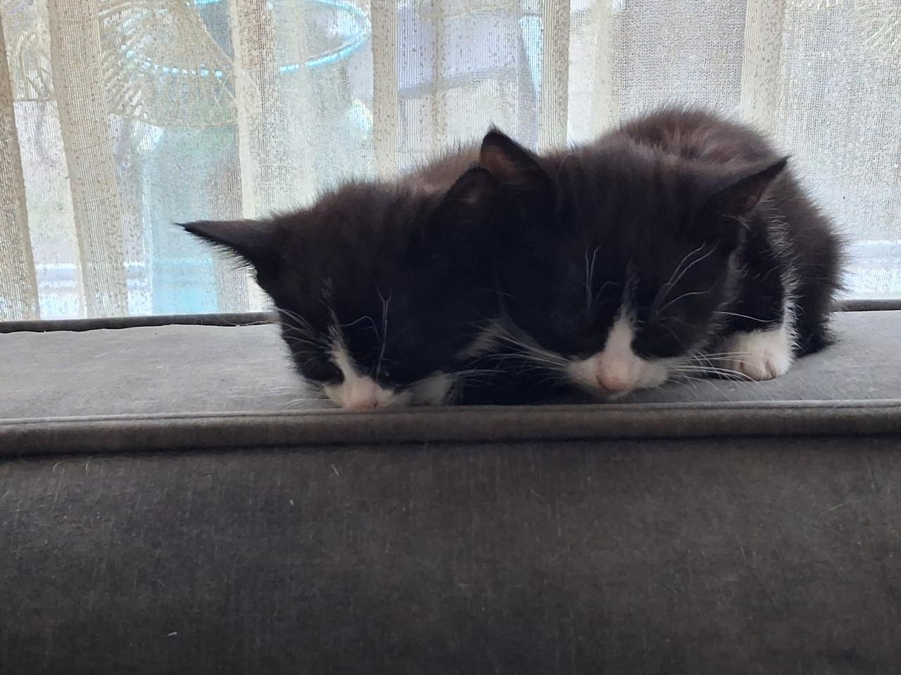 Nog 2 kitten vrouwtjes over