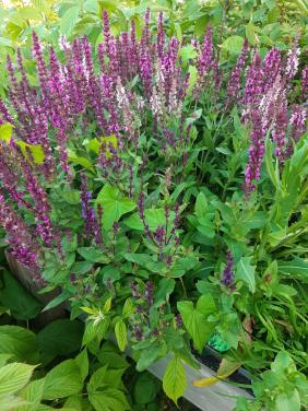 Roze salvia nemerosa