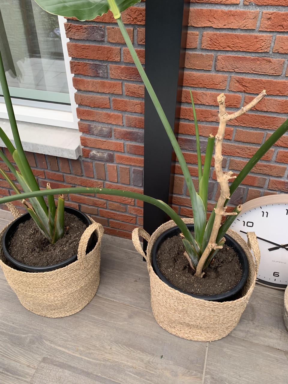 Kamerplanten