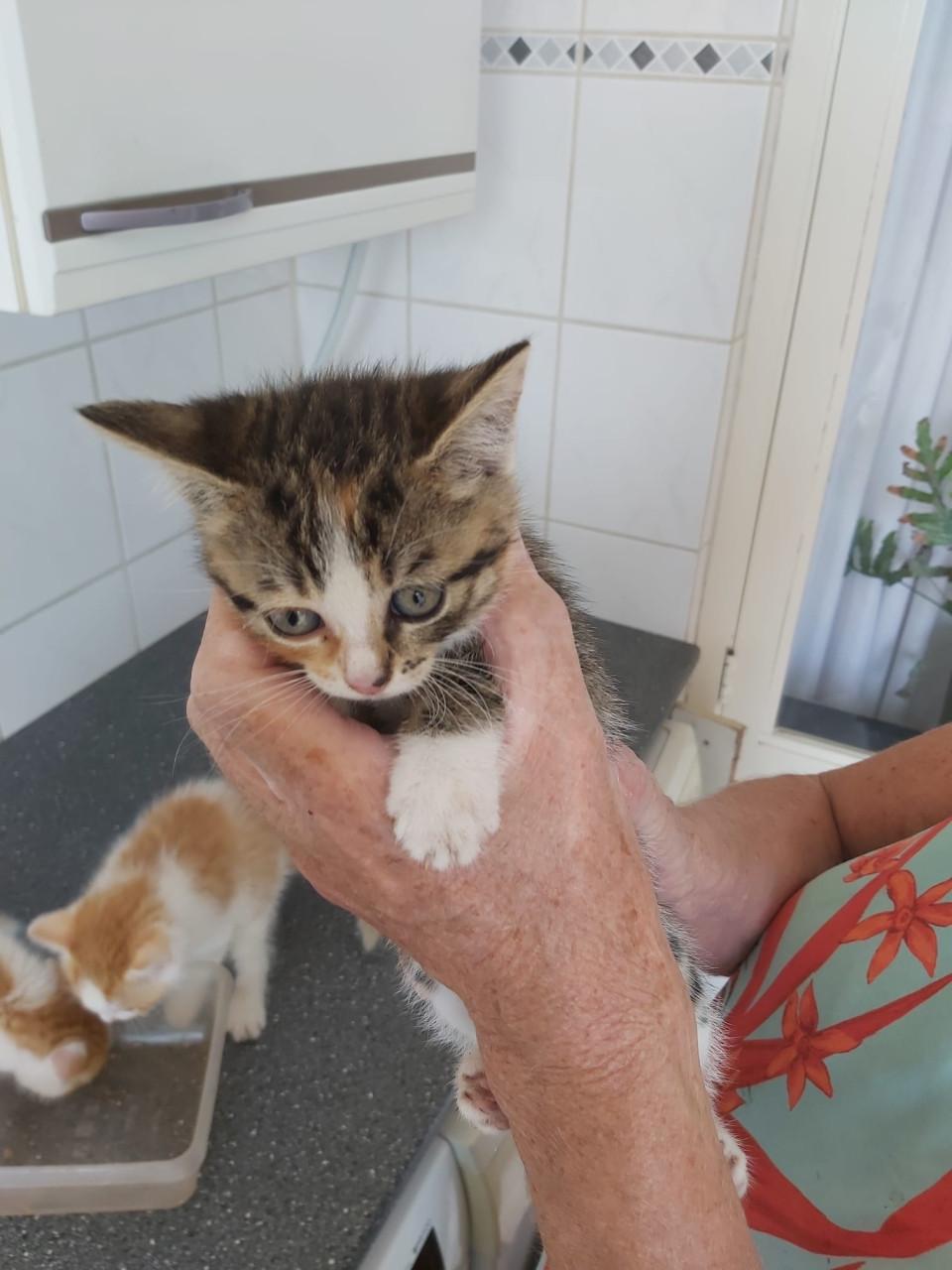 Schattige kittens