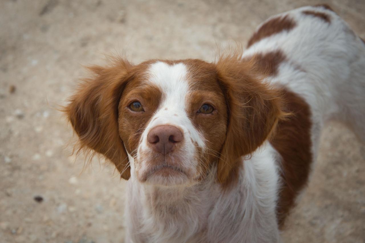 Deze hele lieve hond zoekt een heel lief baasje!