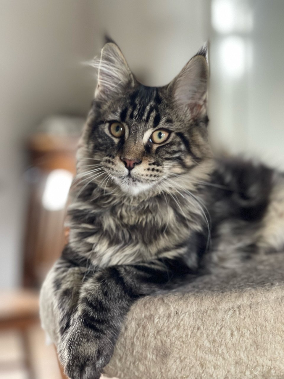 Maine Coon kitten