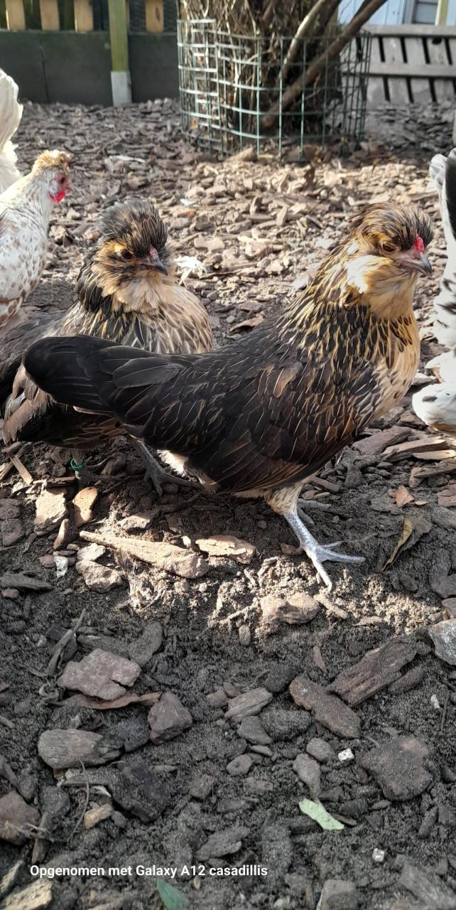 2 hennetjes (eentje zeer zeldzaam)