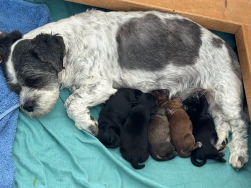 Boomer pups