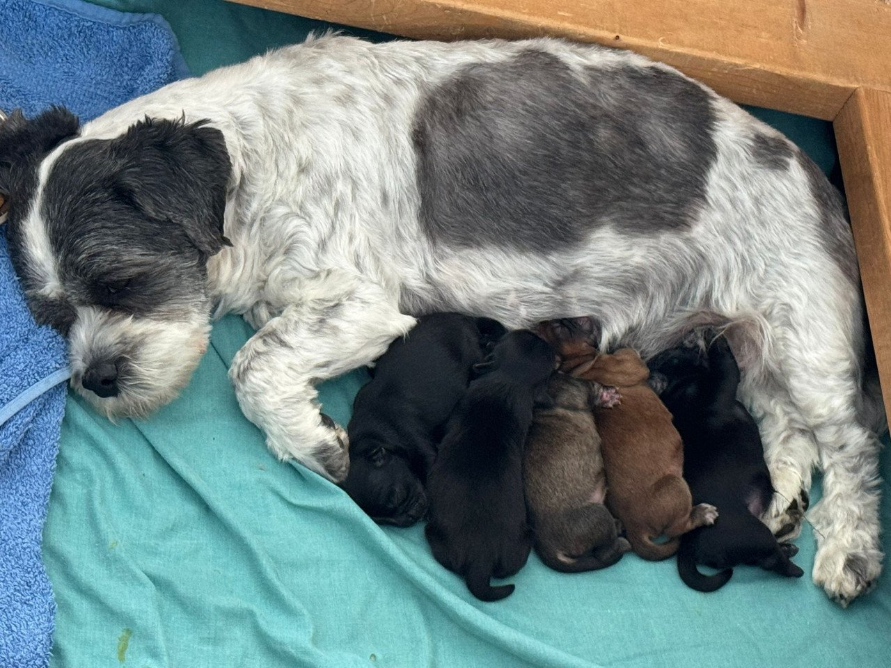 Boomer pups