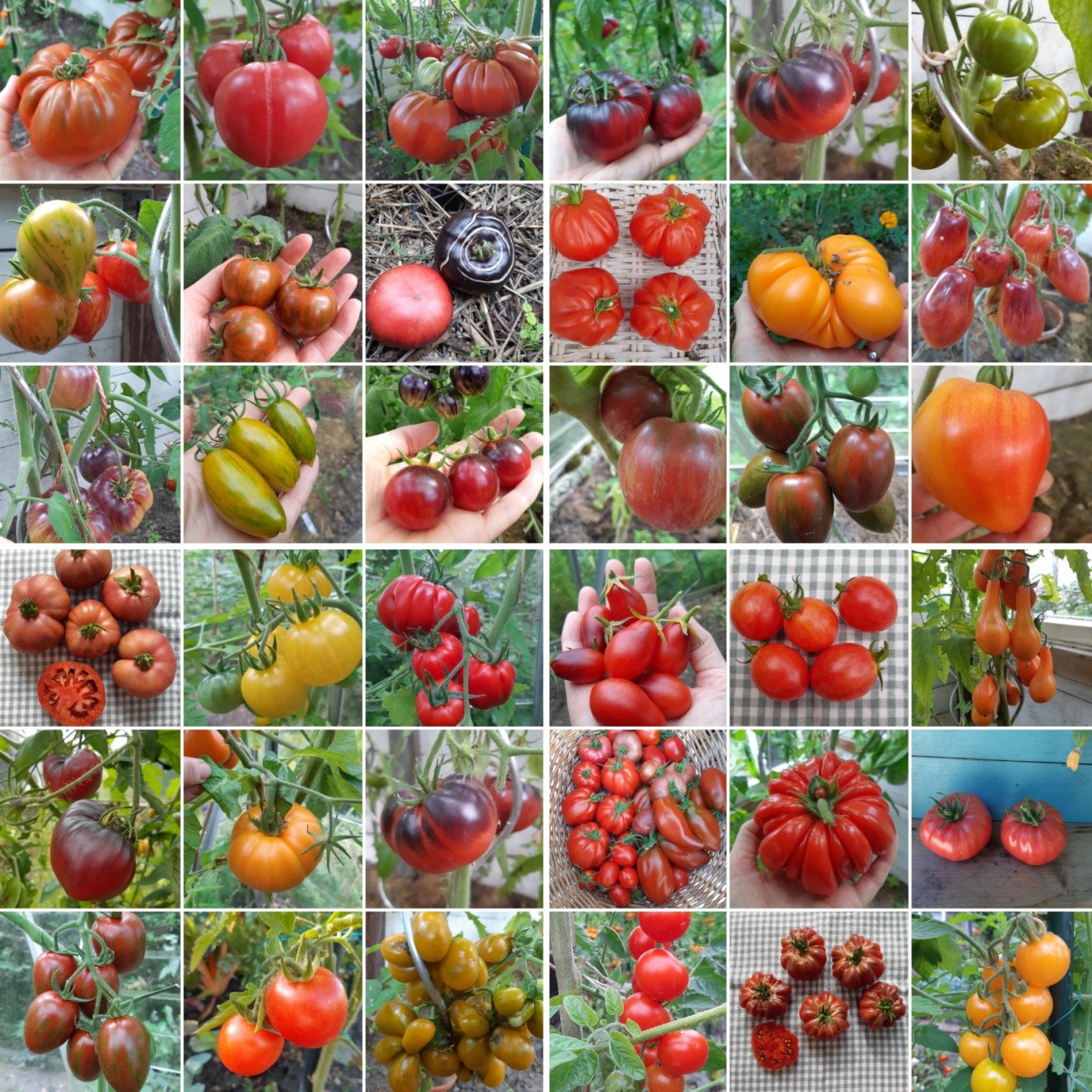 Tomatenplanten (biologisch)