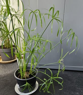 Parapluplant 82 cm hoog