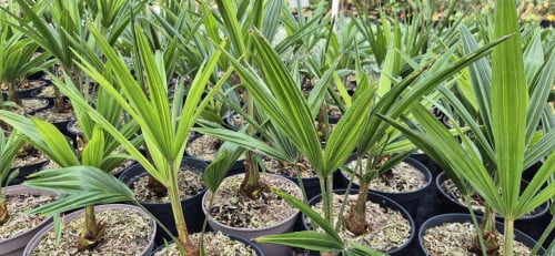 Trachycarpus fortunei,  winterharde palm