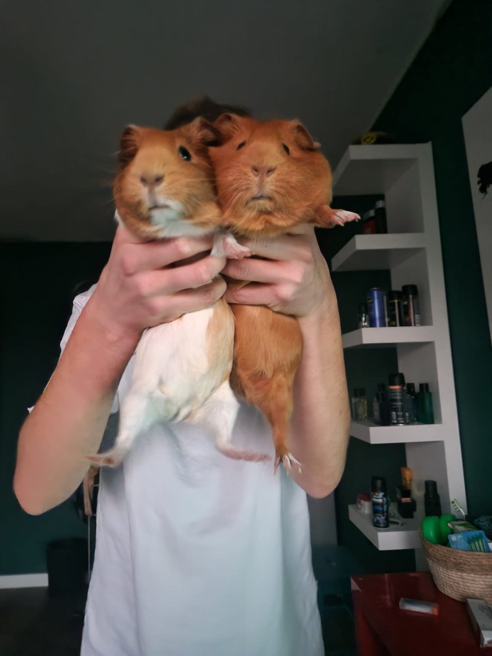 Cavia's 2 zusjes