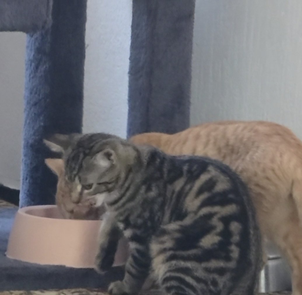 Kittens