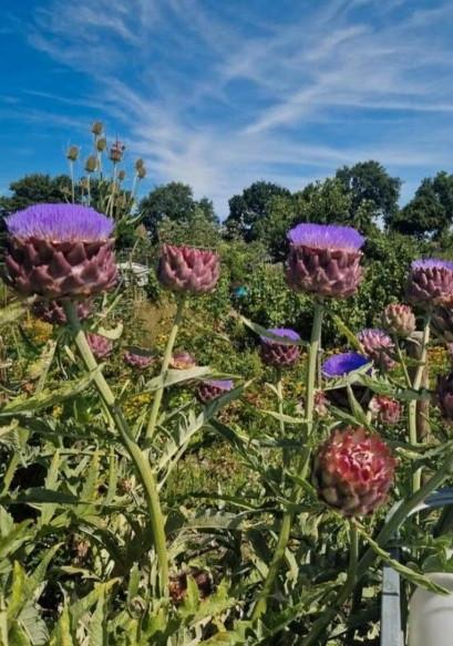 Onbespoten artisjokplanten