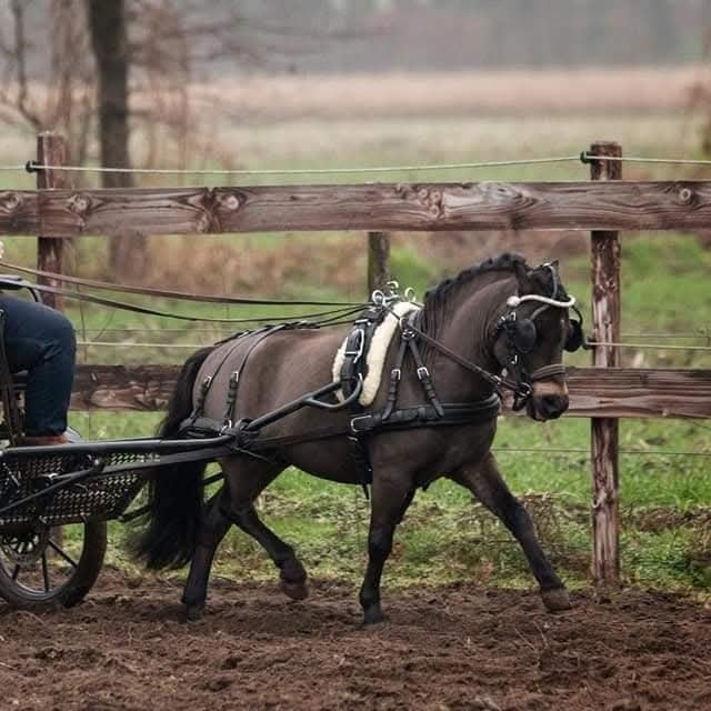 Topklasse veulen NMPRS