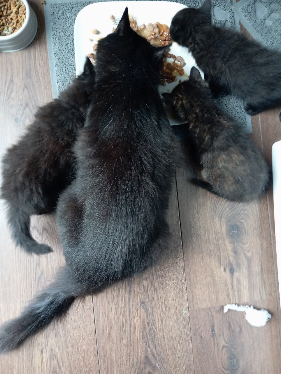 Kitten vrouwtje