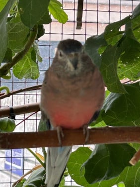 Bourke parkiet wildkleur